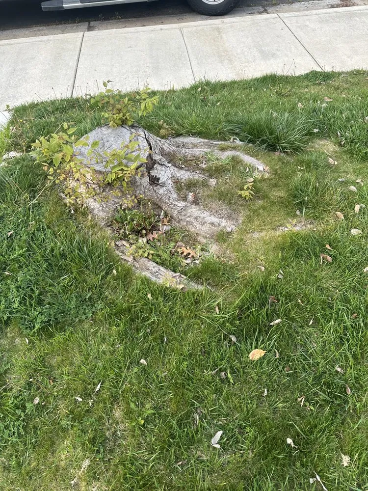 Affordable landscape installation experts serving Modesto, CA - SeGa Bros Gardening Service & Landscaping