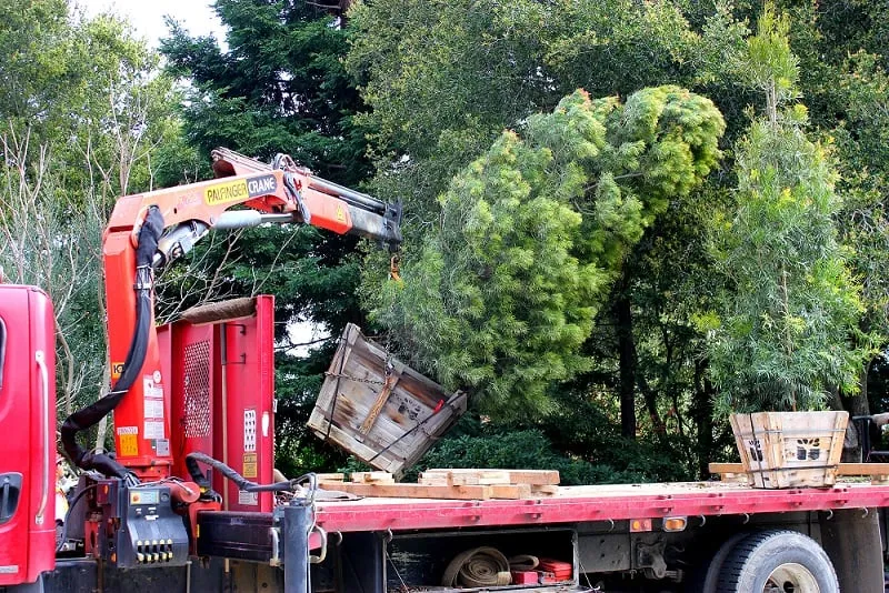 Affordable landscape installation for year-round maintenance across Colma, CA - Segale & Cerini