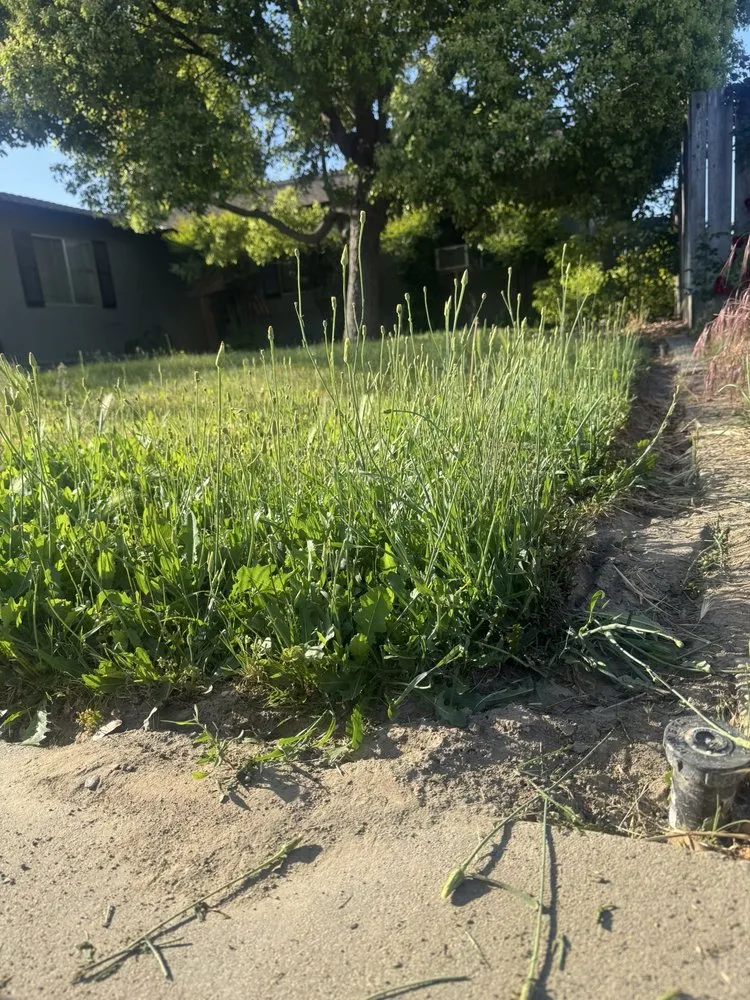 Expert lawn care service for homes across Turlock, CA - Seguras Services