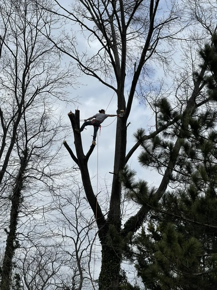 Affordable lawn mowing service experts serving Springfield, OH - Seiberts Tree Care