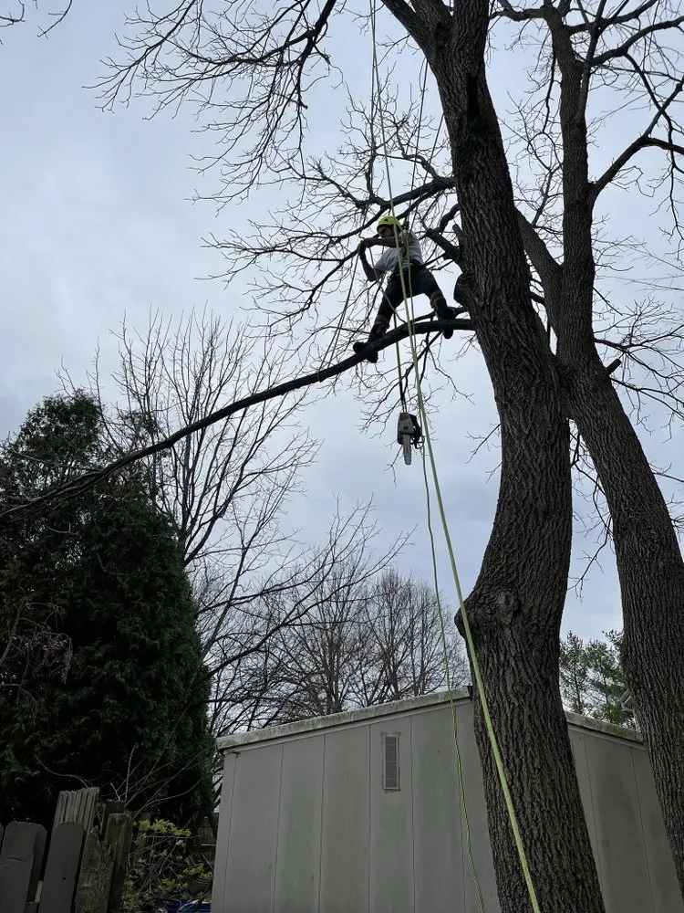 Top-rated landscaping services with custom design across Springfield, OH - Seiberts Tree Care