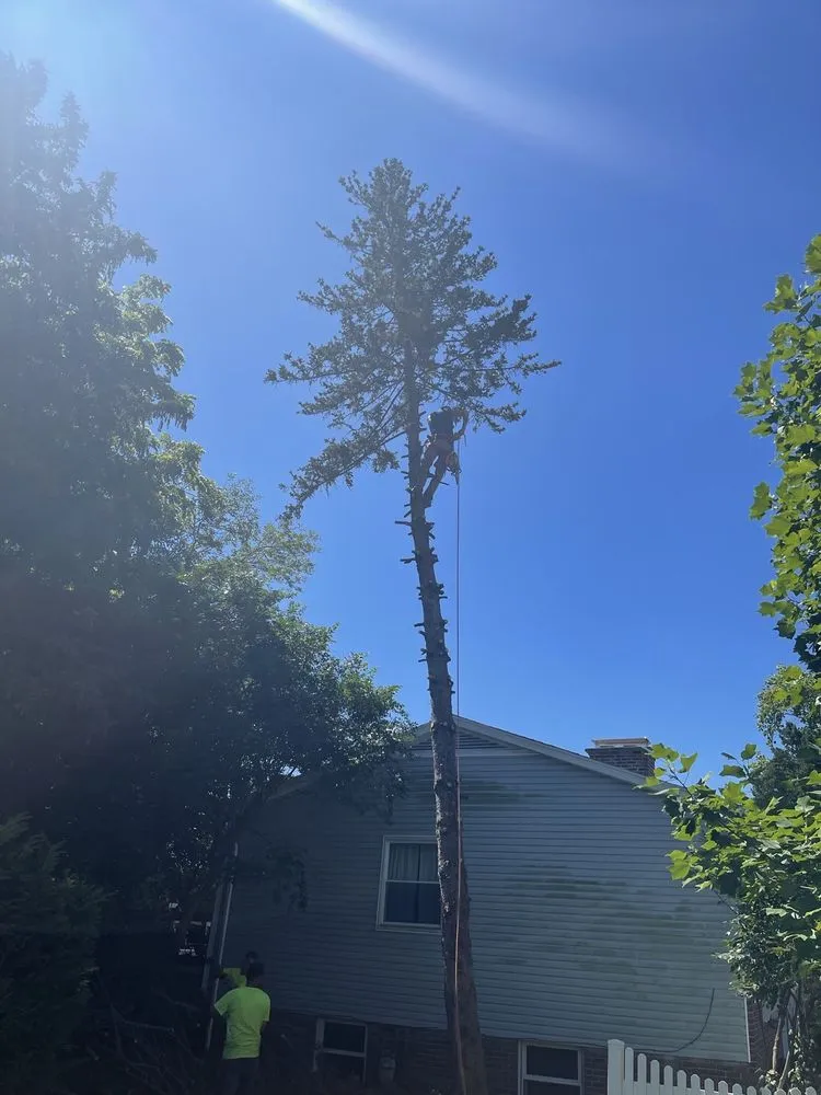 Trusted landscape design in Springfield, OH - Seiberts Tree Care