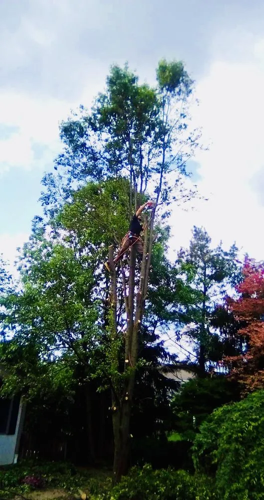 Reliable outdoor landscaping in Springfield, OH - Seiberts Tree Care