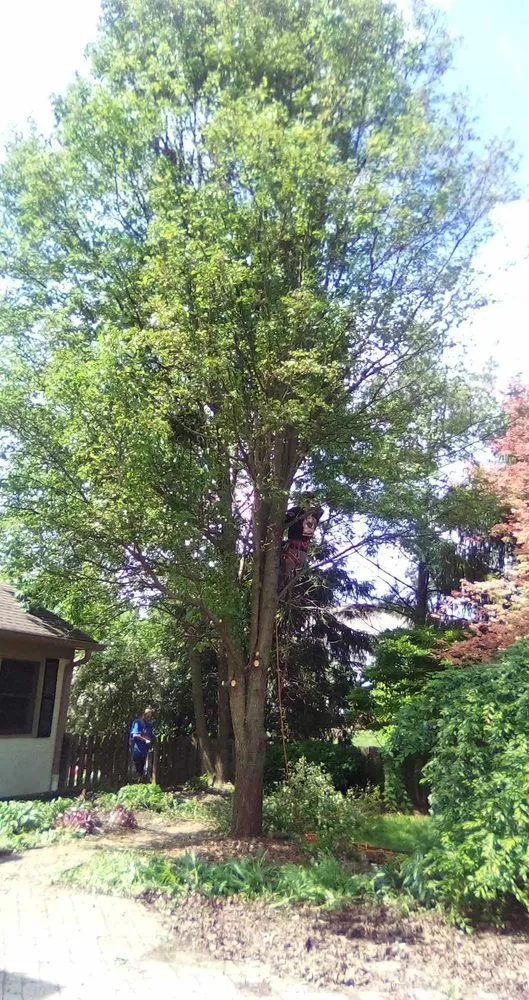 Custom yard maintenance for homes across Springfield, OH - Seiberts Tree Care