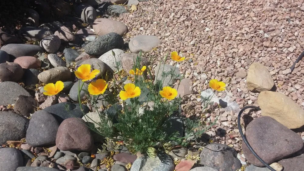 Custom yard maintenance in Las Vegas, NV - Select Landscape Services