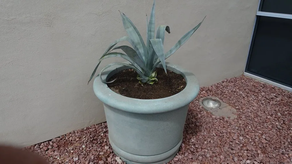 Affordable yard maintenance in Las Vegas, NV by Select Landscape Services