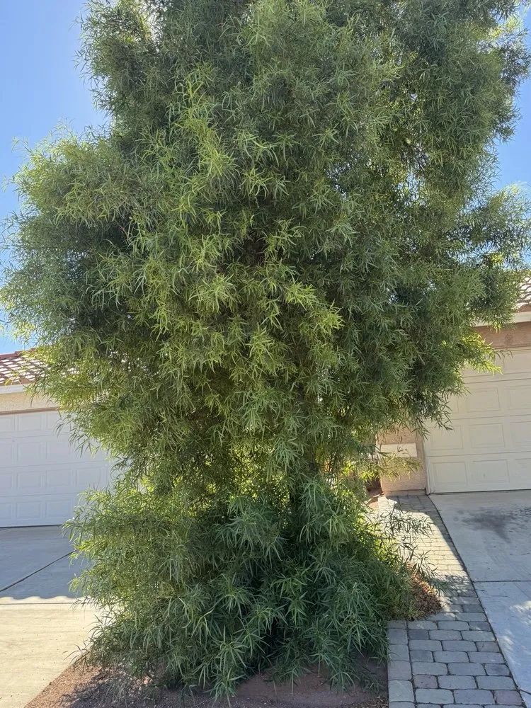 Custom lawn care service in Las Vegas, NV - Select Landscape Services