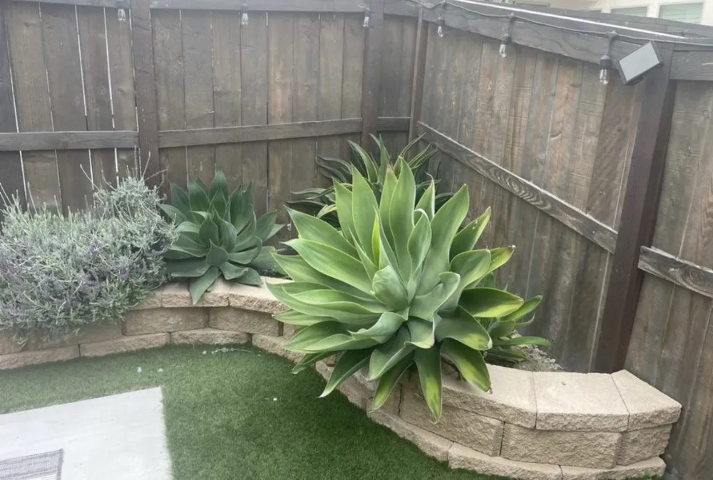 Custom lawn care service in Chula Vista, CA by Select Lawn Care