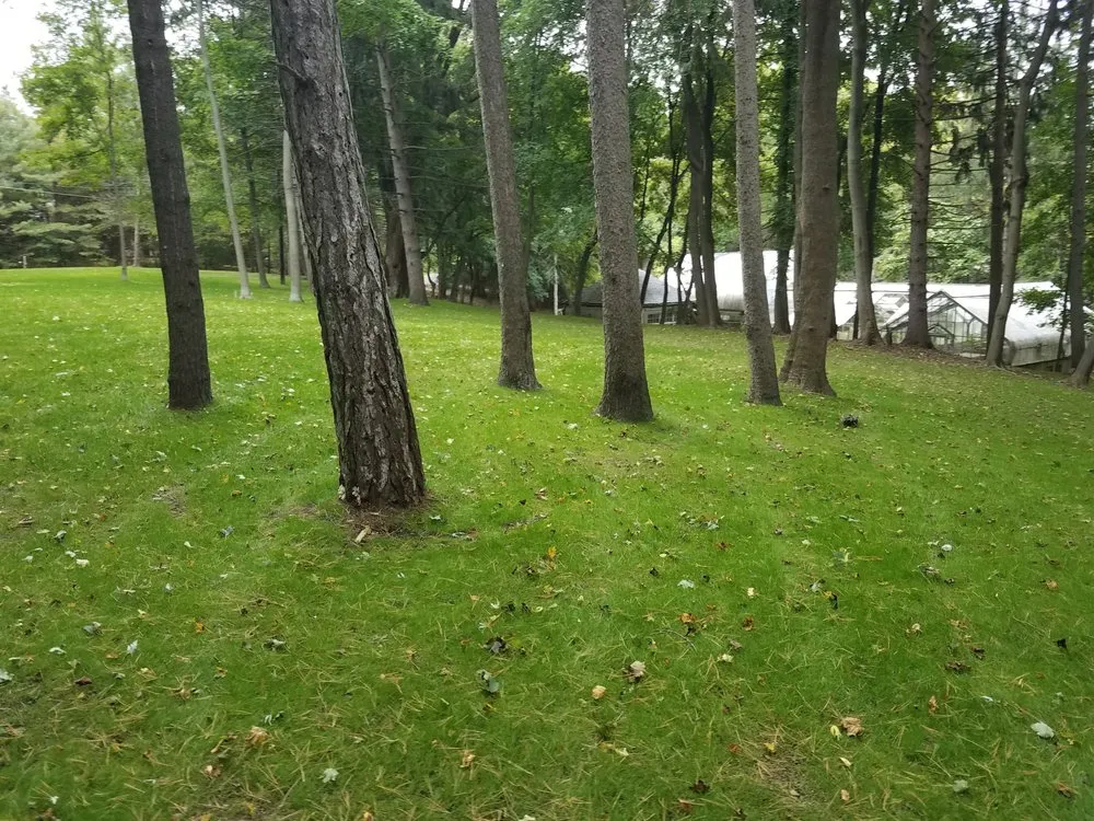 Local yard cleanup service in South Lyon, MI by Selective Soils And Services