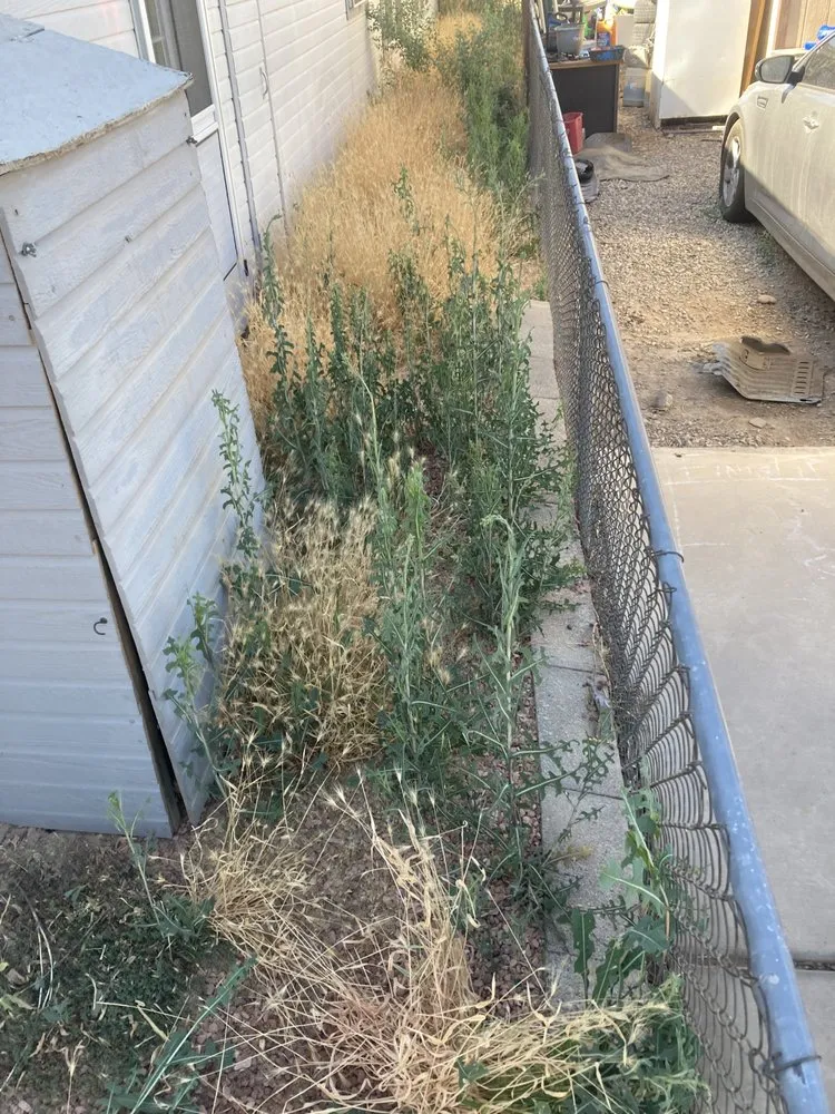 Local landscape design in Needles, CA by Self Service