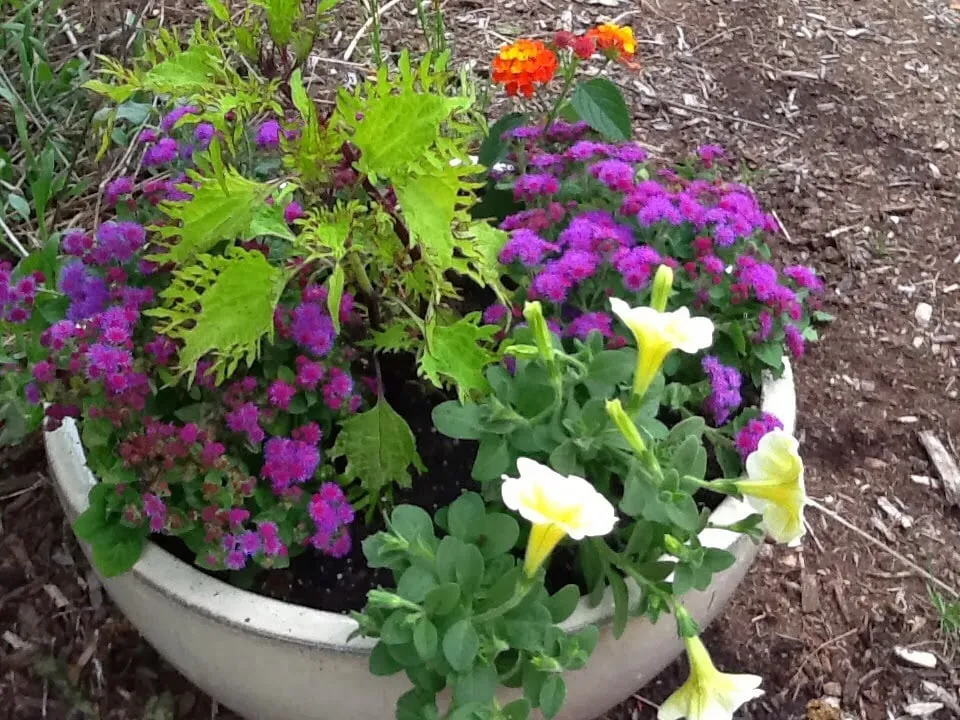 Top-rated lawn care service near you in Elgin, IL by Selina Garden Design