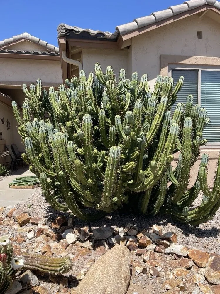 Top-rated lawn care service for year-round maintenance across Phoenix, AZ - Sell Your Cactus