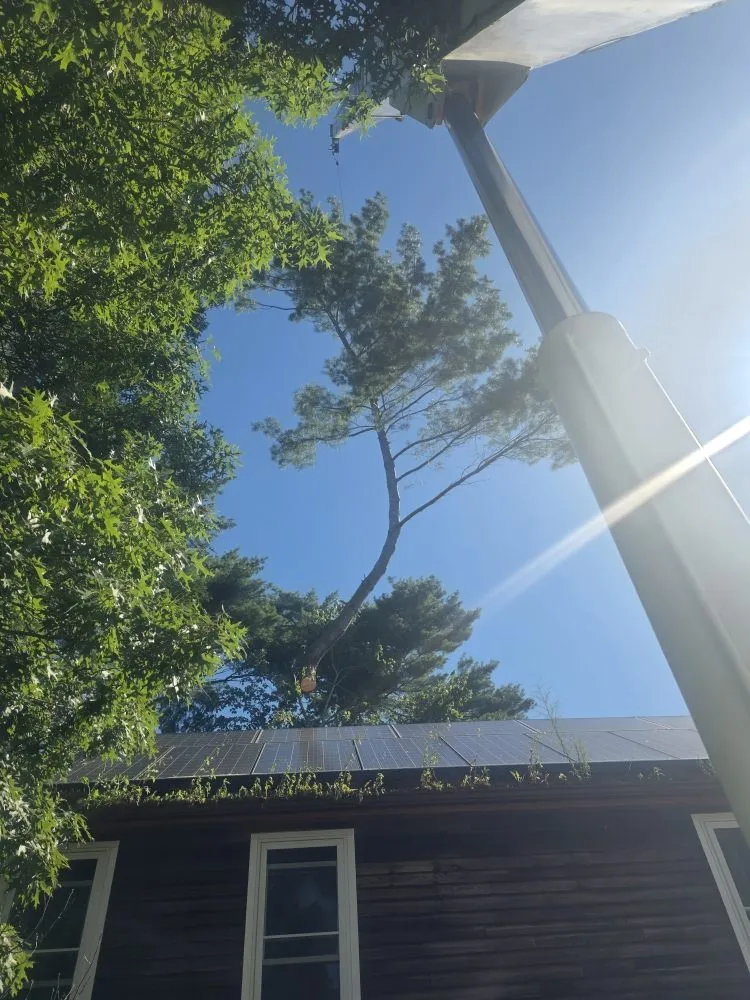 Professional yard cleanup service in East Freetown, MA by SeMass Tree Service