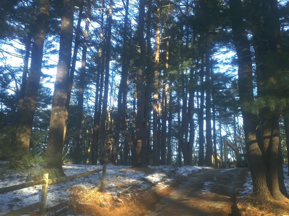 Reliable landscape design for beautiful yards in East Freetown, MA by SeMass Tree Service