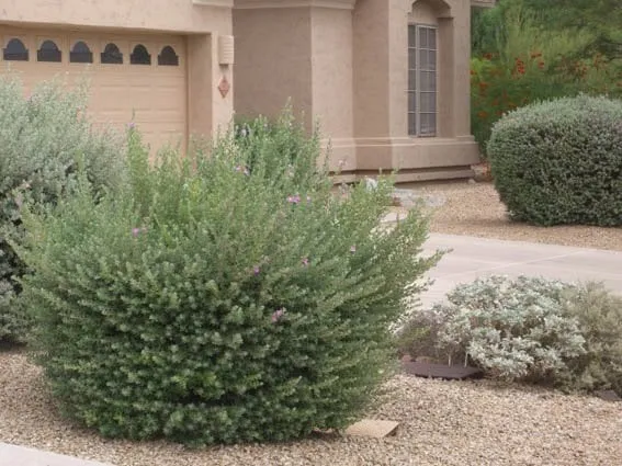 Expert lawn mowing service in Cave Creek, AZ - Semeruco Cleaning