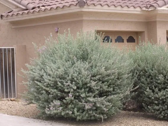 Custom landscape installation in Cave Creek, AZ by Semeruco Cleaning