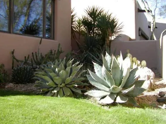 Reliable lawn mowing service experts serving Cave Creek, AZ - Semeruco Cleaning