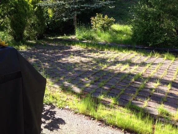 Expert yard cleanup service in Puyallup, WA by Semper Fi Landscaping