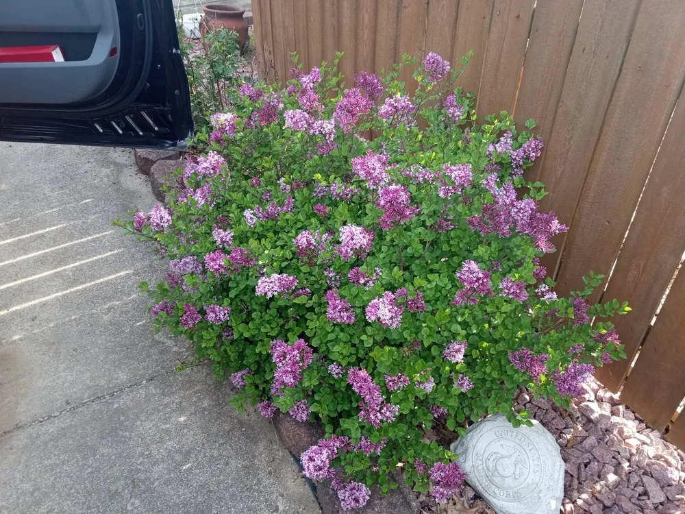 Trusted landscaping services for homes in Canfield, OH by Semper Perfectus Lawn Care