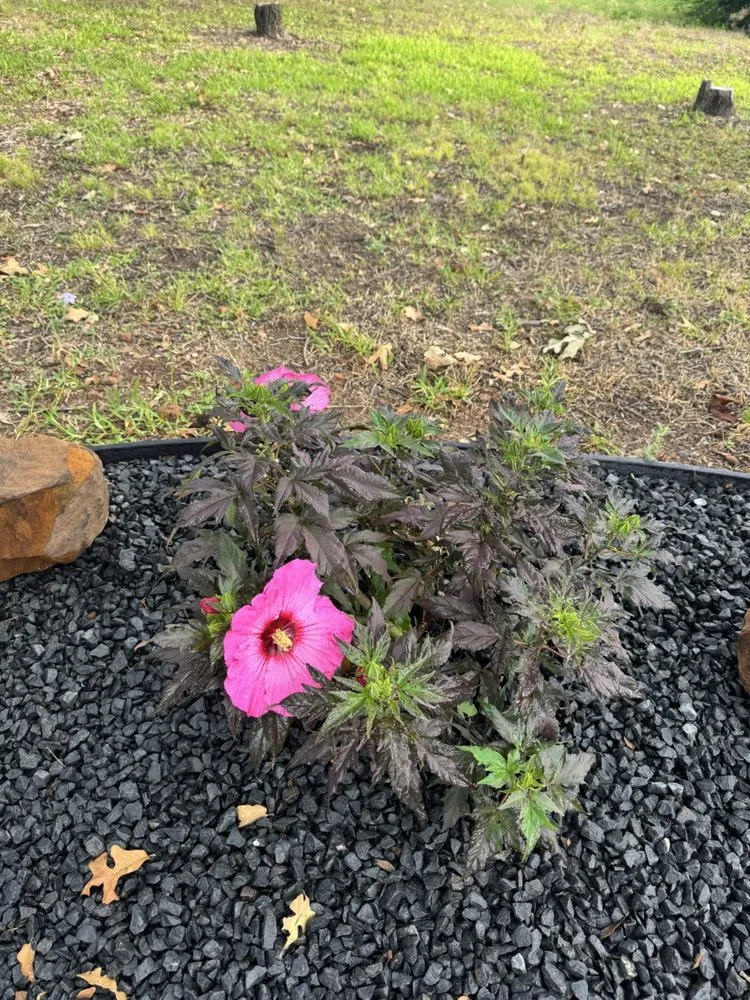 Top-rated lawn care service in Double Oak, TX - Semper Fi Landscape Solutions