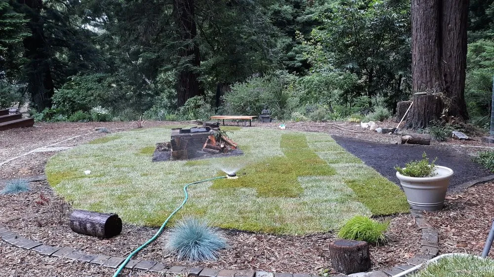 Top-rated yard cleanup service in Arcata, CA by Sempervirens Gardening