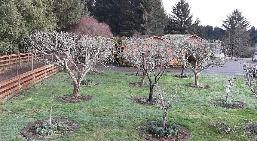 Expert outdoor landscaping in Arcata, CA - Sempervirens Gardening