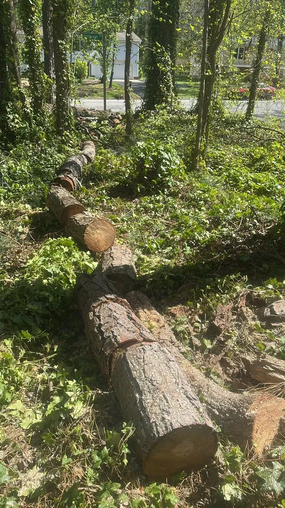 Expert yard maintenance in Tuckahoe, VA - Sena’s Landscaping