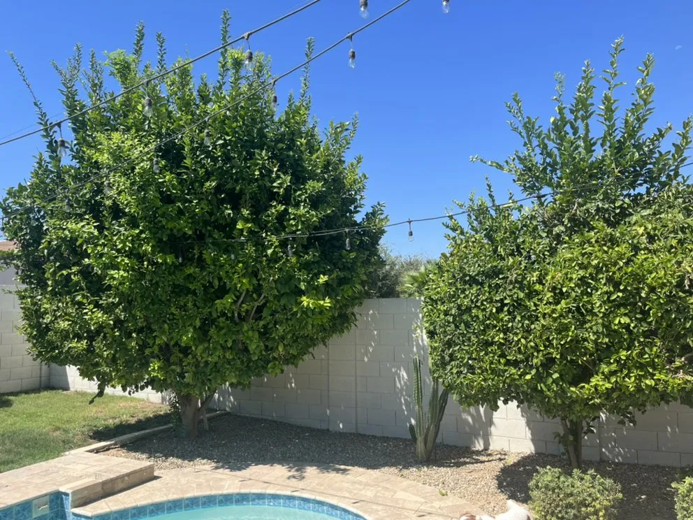 Expert lawn mowing service experts serving Queen Creek, AZ - Senior Scaping