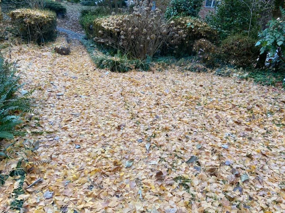 Reliable landscaping services in Cedartown, GA - Senor Clean