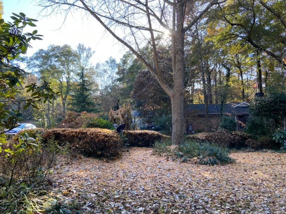 Professional yard maintenance experts serving Cedartown, GA - Senor Clean