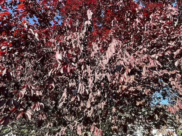 Local landscaping services experts serving Boise, ID - Senske Services