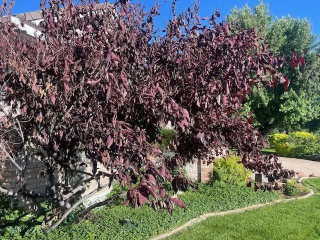 Custom lawn care service for beautiful yards across Boise, ID - Senske Services