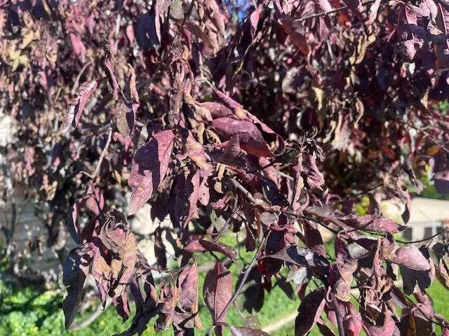 Reliable yard cleanup service for beautiful yards across Boise, ID - Senske Services