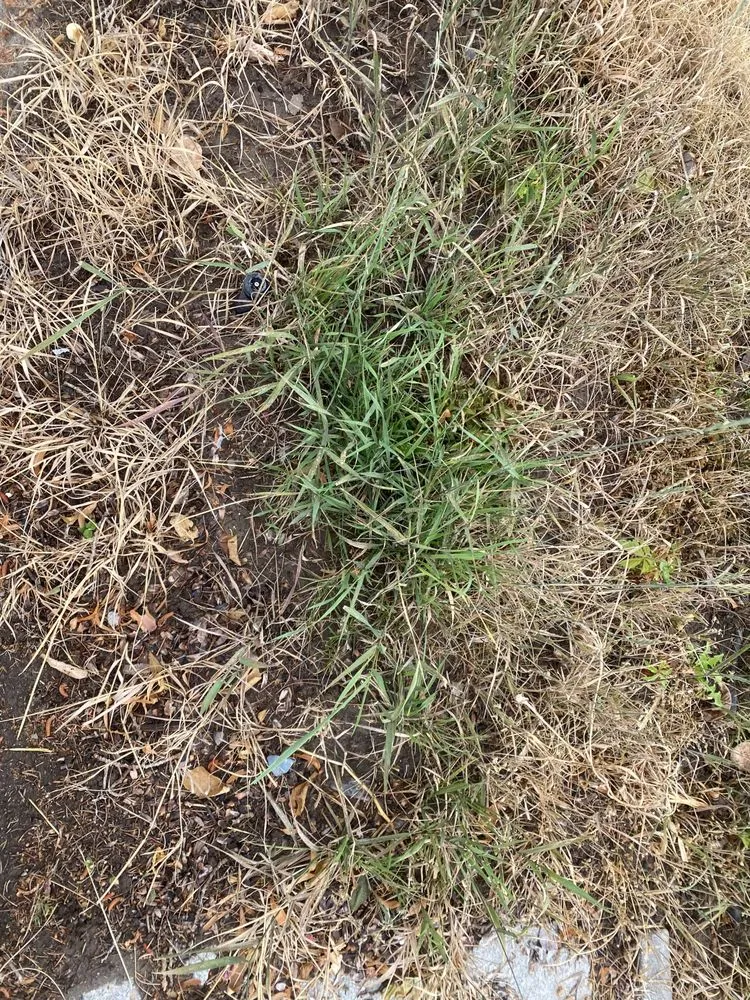 Custom yard cleanup service with custom design across Idaho Falls, ID - Senske Services