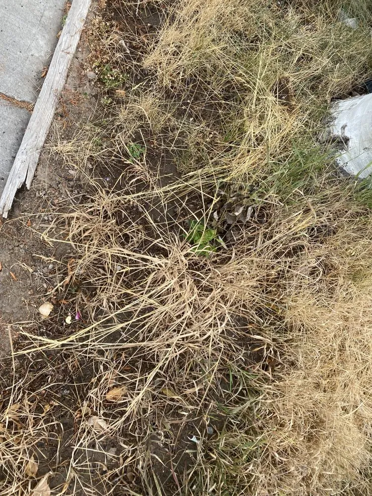 Professional lawn care service for homes across Idaho Falls, ID - Senske Services