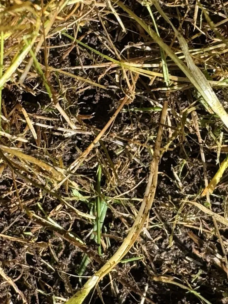 Trusted landscaping services experts serving Lakewood, WA - Senske Services