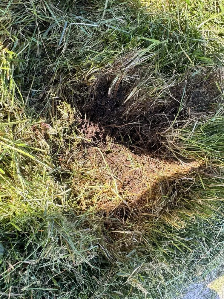 Expert lawn mowing service experts serving Lakewood, WA - Senske Services