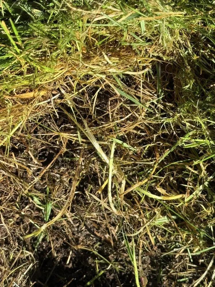 Custom landscape design in Lakewood, WA - Senske Services