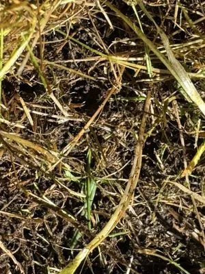 Senske Services Logo