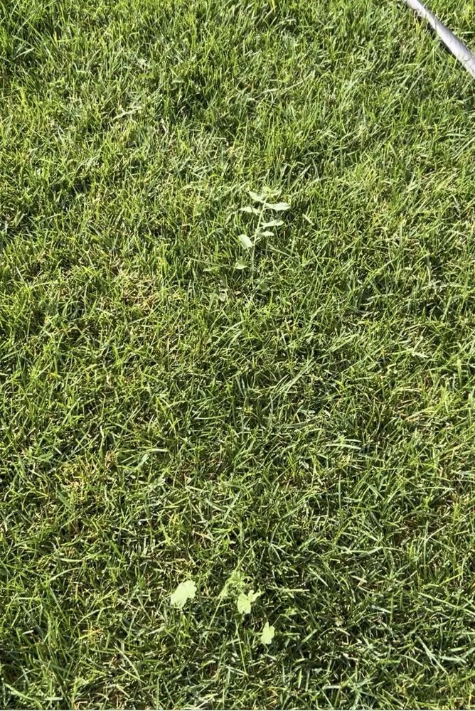 Expert landscaping services in Salt Lake City, UT by Senske Services