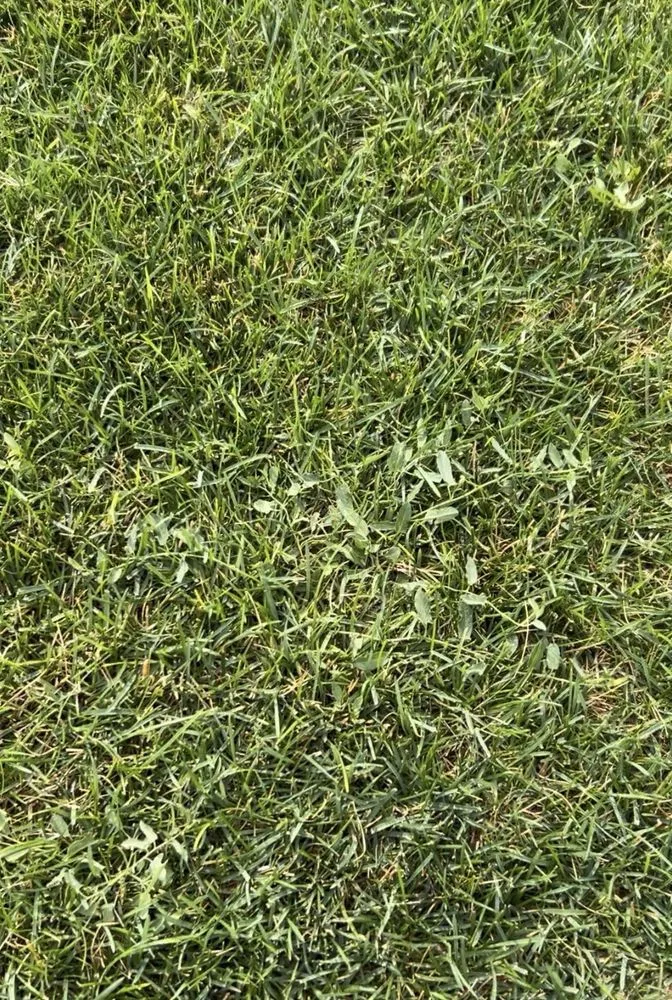 Expert yard maintenance for beautiful yards across Salt Lake City, UT - Senske Services