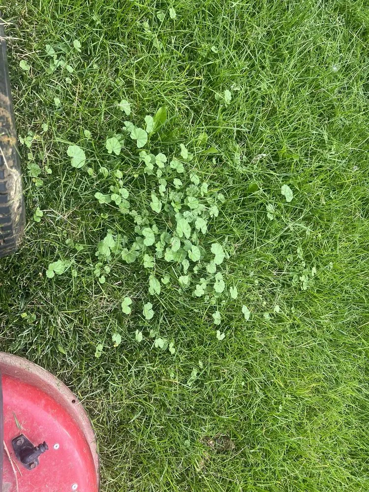 Top-rated lawn mowing service in Salt Lake City, UT by Senske Services