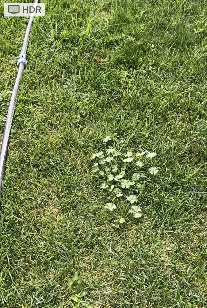 Reliable yard maintenance near you across Salt Lake City, UT - Senske Services