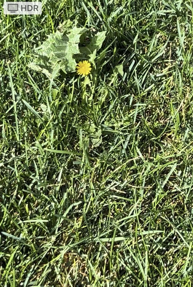 Professional yard maintenance in Salt Lake City, UT - Senske Services