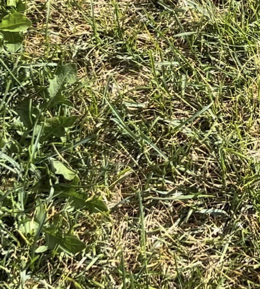 Reliable garden landscaping in Salt Lake City, UT by Senske Services