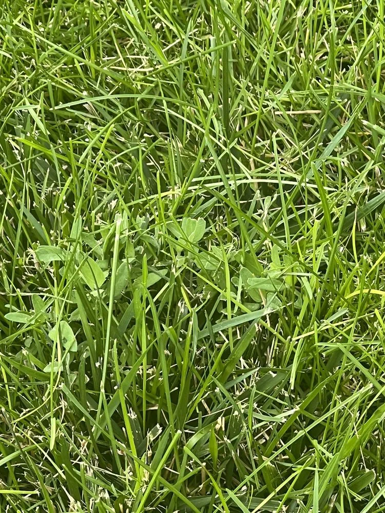 Reliable lawn mowing service for residential properties in Salt Lake City, UT by Senske Services