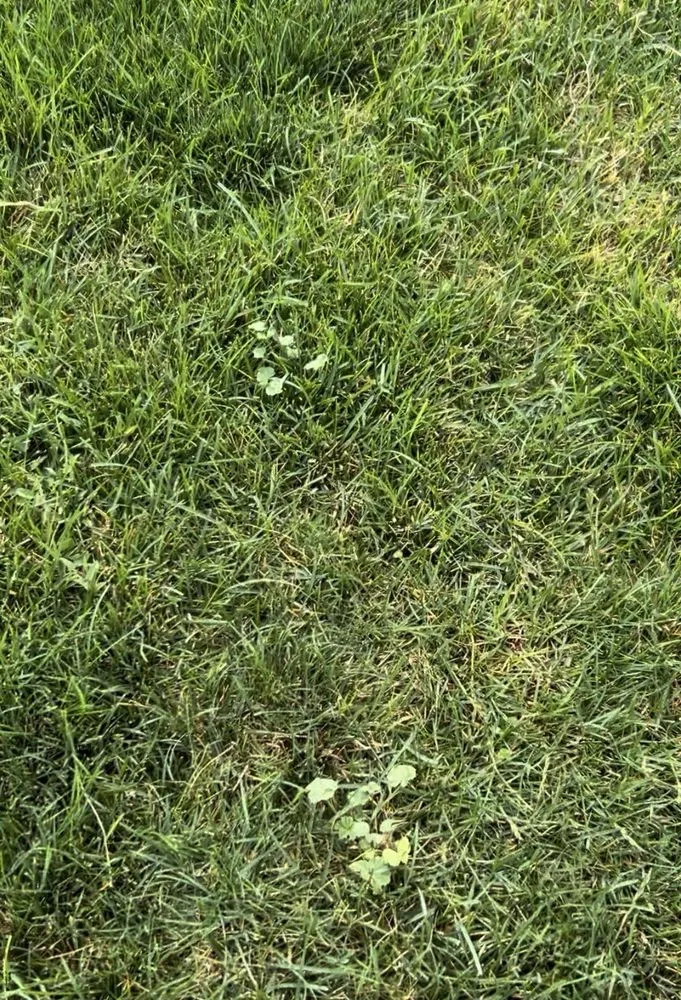 Affordable residential landscaping in Salt Lake City, UT - Senske Services