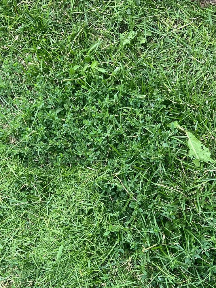 Affordable residential landscaping in Salt Lake City, UT by Senske Services