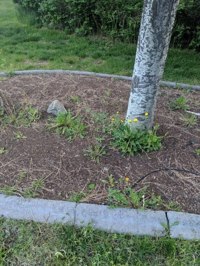 Expert yard cleanup service for outdoor upgrades in Spokane Valley, WA by Senske Services