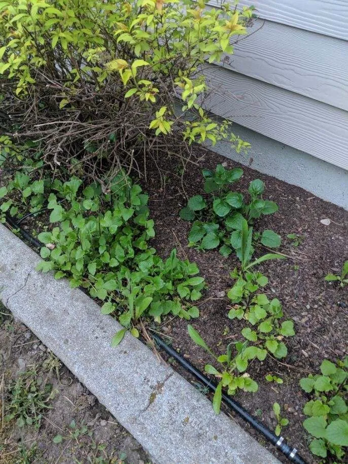 Top-rated landscaping services with custom design across Spokane Valley, WA - Senske Services